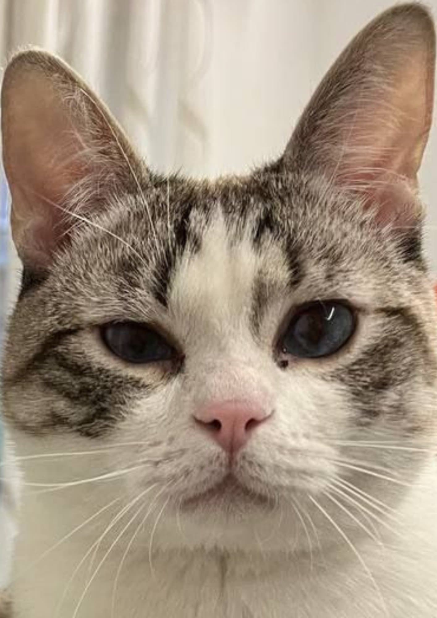 the orignal peppen zuzu